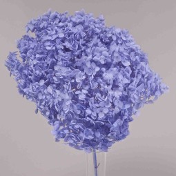 Ortensia stabilizzata "Annabelle" - Blu