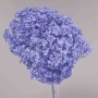 Ortensia stabilizzata "Annabelle" - Blu