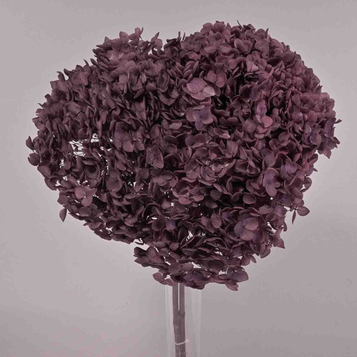 Ortensia stabilizzata "Annabelle"  - Vinaccia