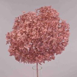 Ortensia stabilizzata "Annabelle" - Malva