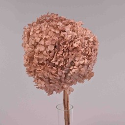 Ortensia stabilizzata "Annabelle" - Rosa antico