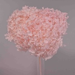 Ortensia stabilizzata "Annabelle" - Rosa chiaro