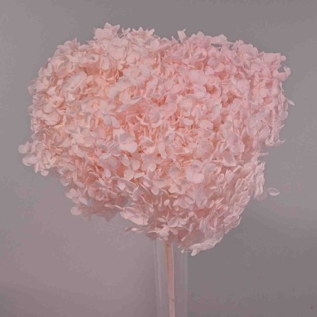 Ortensia stabilizzata "Annabelle" - Rosa chiaro