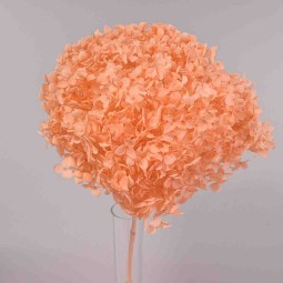 Ortensia stabilizzata "Annabelle" - Pesca