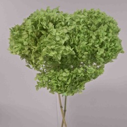 Ortensia stabilizzata "Annabelle" - Verde