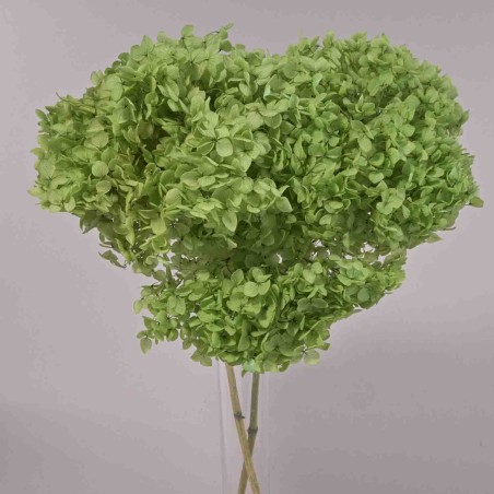 Ortensia stabilizzata "Annabelle" - Verde