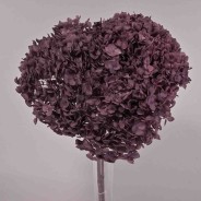 Ortensia stabilizzata "Annabelle" - Viola