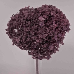 Ortensia stabilizzata "Annabelle" - Viola