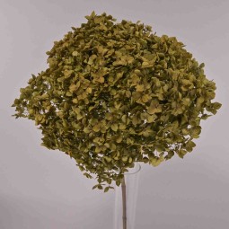 Ortensia stabilizzata "Annabelle" - Verde oliva