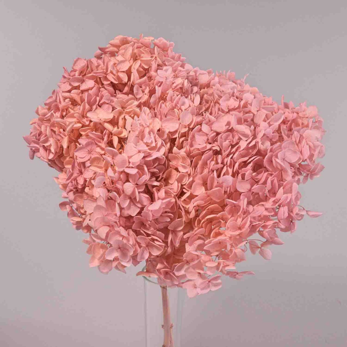 Ortensia stabilizzata "Annabelle" - Rosa