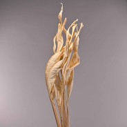 Strelizia essiccata 10 Pezzi - Bianco