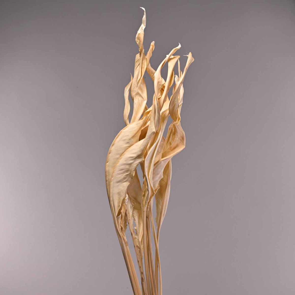 Strelizia essiccata 10 Pezzi - Bianco