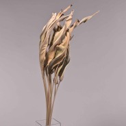 Strelizia essiccata 10 Pezzi - Naturale