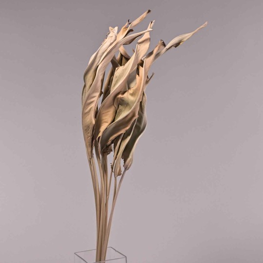 Strelizia essiccata 10 Pezzi - Naturale