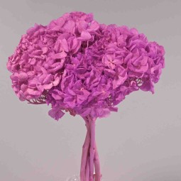 Ortensia stabilizzata - Fuxia