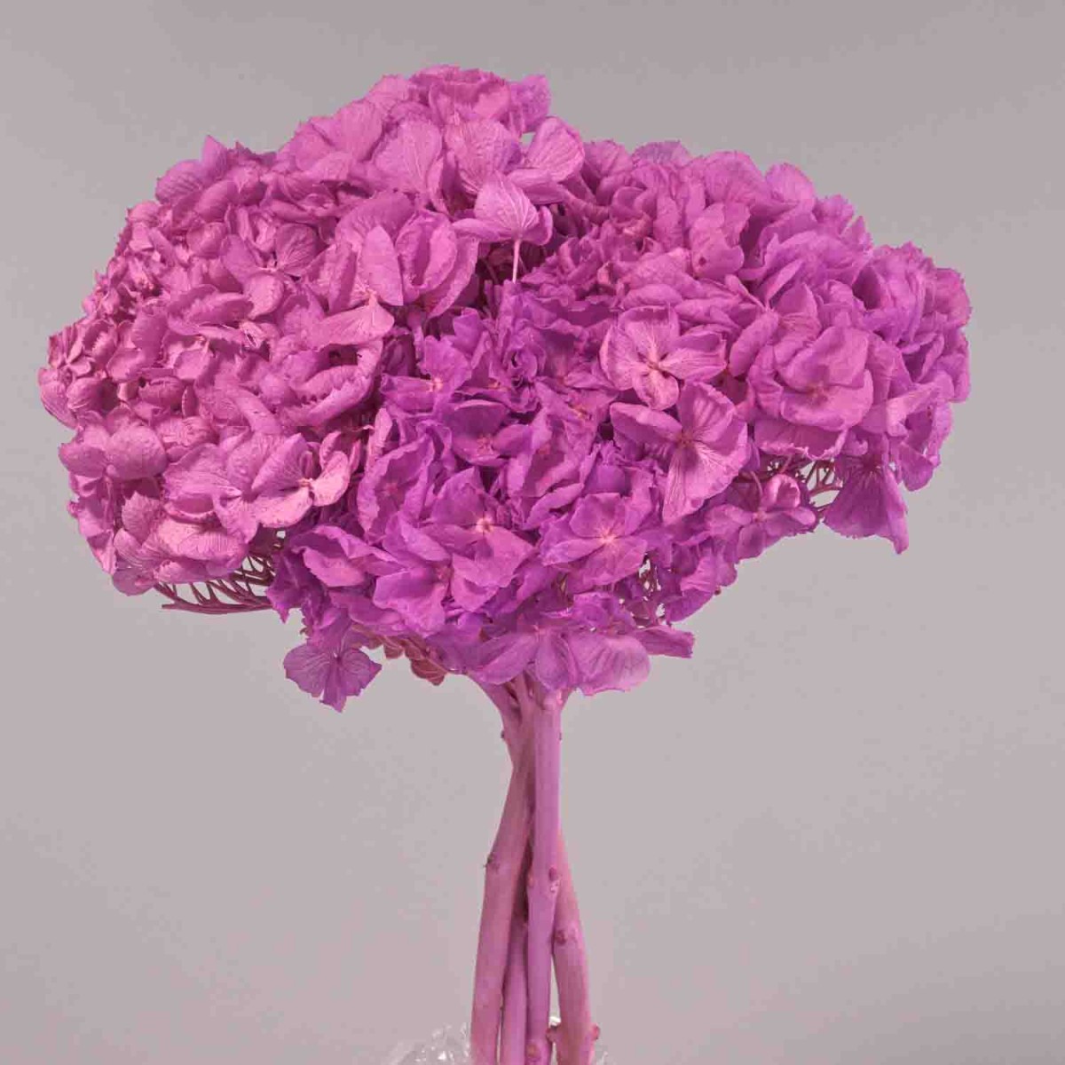 Ortensia stabilizzata - Fuxia