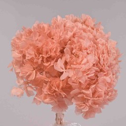 Ortensia stabilizzata - Cipria