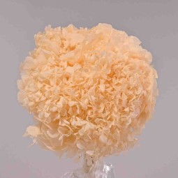 Ortensia stabilizzata - Melone chiaro