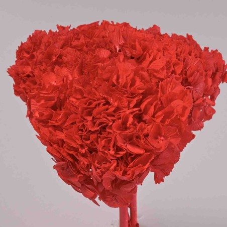 Ortensia stabilizzata - Rosso acceso