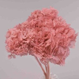 Ortensia stabilizzata - Rosa scuro