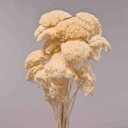 Achillea essiccata - 120 G / Bianco