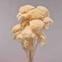 Achillea essiccata - 120 G / Bianco