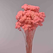 Achillea essiccata - 120 G / Rosa