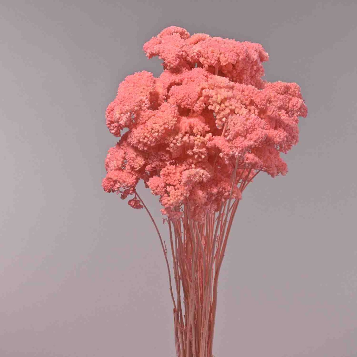 Achillea essiccata - 120 G / Rosa