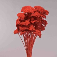 Achillea essiccata - 120 G / Rosso