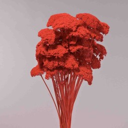 Achillea essiccata - 120 G / Rosso