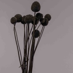 Craspedia essiccata - 15 PZ / Nero