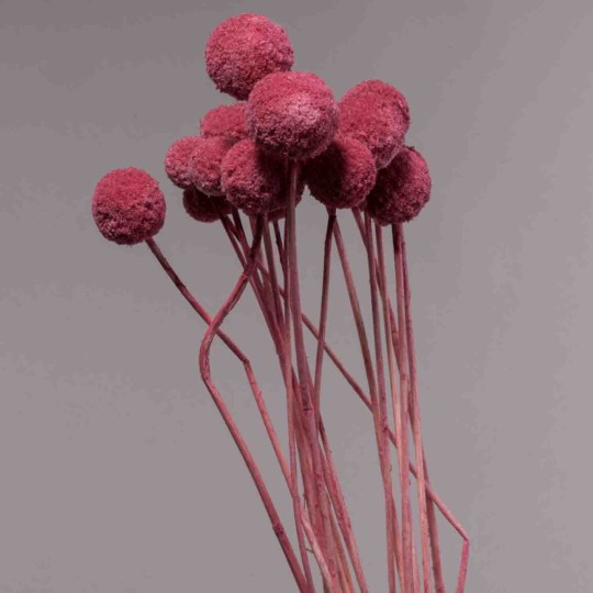 Craspedia in sacchetto 15 Pezzi - Rosa scuro