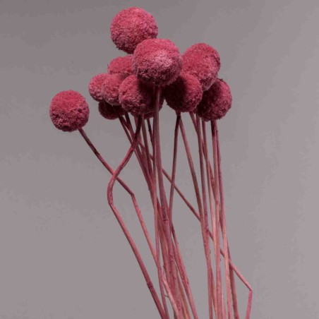 Craspedia in sacchetto 15 Pezzi - Rosa scuro