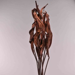 Strelizia essiccata 10 Pezzi - Caffè