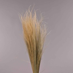 Stipa pennata - 50 G / Naturale