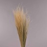 Stipa pennata - 50 G / Naturale