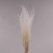 Stipa pennata - 50 G / Bianco