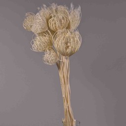 Teste di Finocchio gigante - Bianco