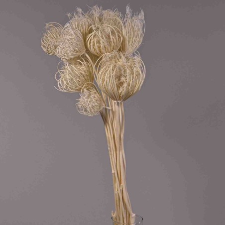 Teste di Finocchio gigante - Bianco