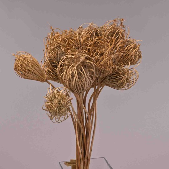 Teste di Finocchio gigante - Naturale