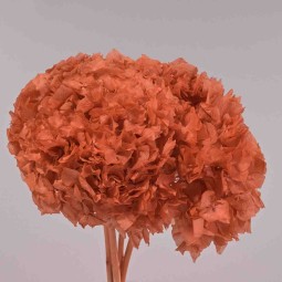 Ortensia stabilizzata - Nocciola