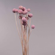 Craspedia essiccata - 15 PZ / Cipria