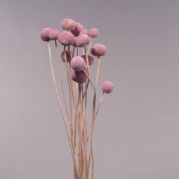 Craspedia essiccata - 15 PZ / Cipria