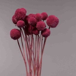 Craspedia essiccata - 15 PZ / Magenta