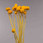 Craspedia essiccata - 15 PZ / Oro