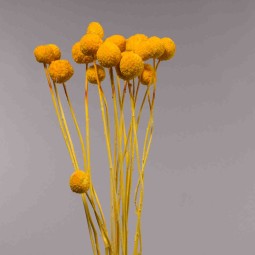 Craspedia essiccata - 15 PZ / Oro