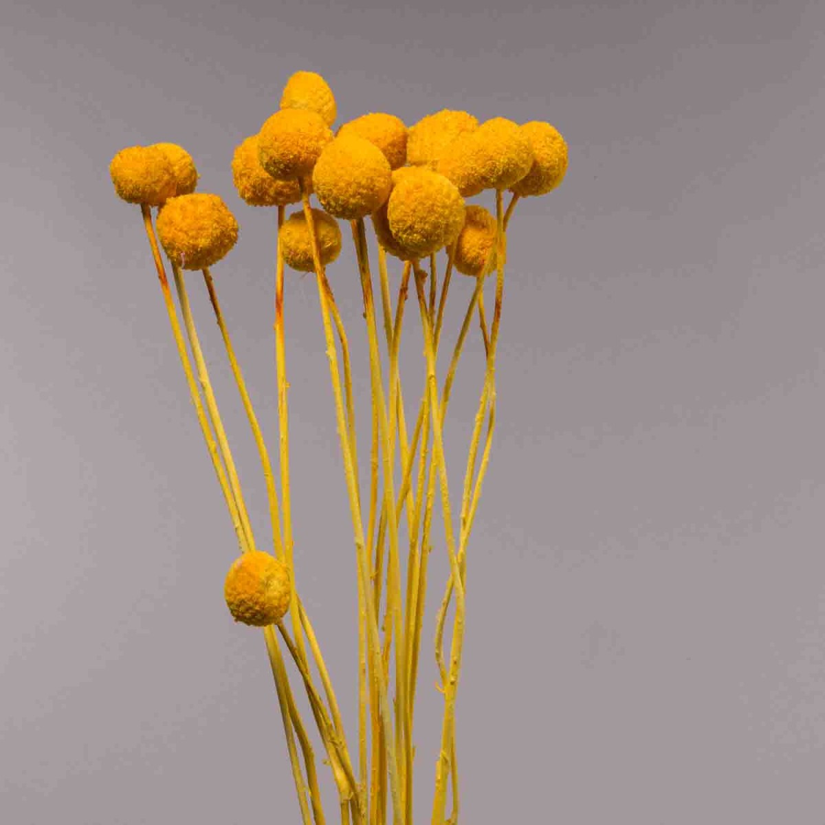 Craspedia essiccata - 15 PZ / Oro