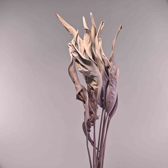 Strelizia essiccata 10 Pezzi - Fresia