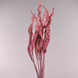 Strelizia essiccata 10 Pezzi - Ciclamino