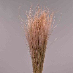 Stipa pennata - 50 G / Rosa